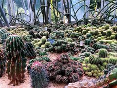 -深圳仙湖植物园