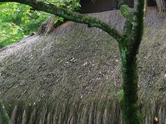 -中国茶叶博物馆(双峰馆区)
