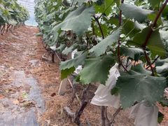 -马陆小张葡萄园农家乐