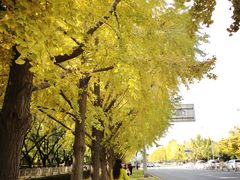 -三里屯东五街银杏大道