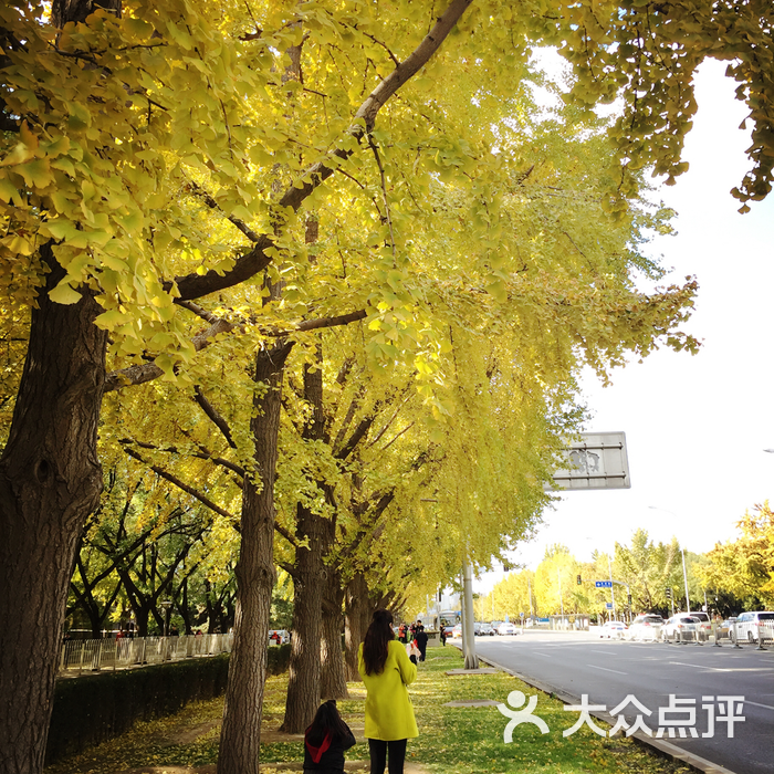 三里屯東五街銀杏大道