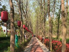 -合肥滨湖国家森林公园