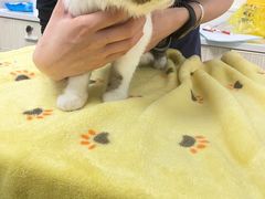 -凯特喵百思猫专科医院