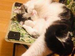 -凯特喵百思猫专科医院