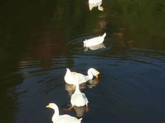 -厦门国家会计学院