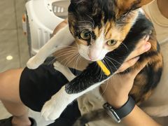 -瑞鹏宠物医院·骨科·猫科·内科(第一中心)