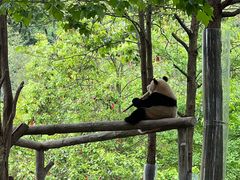 -都江堰中华大熊猫苑