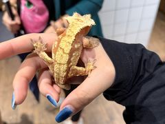 -酷以爬仙阁实体爬宠店·守宫·蜥蜴·专业繁育