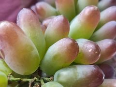 -马陆小张葡萄园农家乐