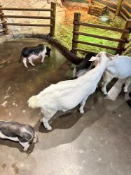 -Zoolung Zoolung动物主题公园(海信广场店)