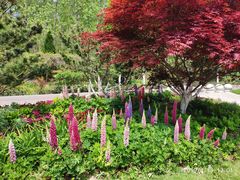 -合肥滨湖国家森林公园