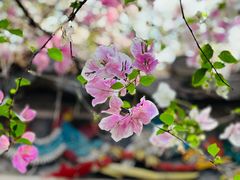 -深圳国际园林花卉博览园