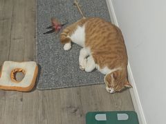 -艾贝尔宠物医院·狂犬免疫点(江山金象城店)