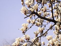 -新虹桥中心花园