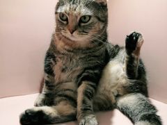 -猫儿山۰猫主题餐厅