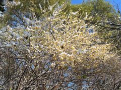 -八大山人梅湖景区