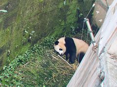 -成都大熊猫繁育研究基地