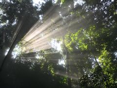 -西双版纳原始森林公园