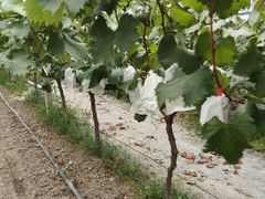 -马陆小张葡萄园农家乐