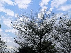 -福田红树林生态公园