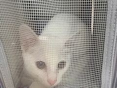 -柏萃动物医院·骨科·牙科