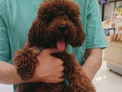 -帕帕拉兹宠物(亚洲旗舰店)