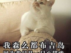 -睿金宠物医院·CT·肿瘤·骨外科