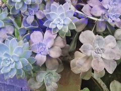 -山菌美食苑(振兴路店)