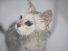 -瑞鹏宠物医院犬猫全科(真大分院)