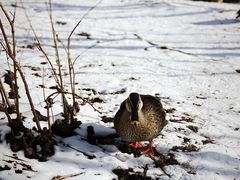 -北海道厅旧本厅舍(旧本庁舎)