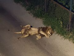 -大连森林动物园