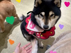 -逗柴咖啡屋·狗咖猫咖宠物桌游