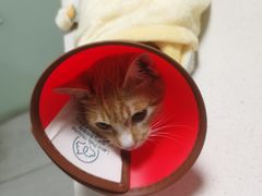 -乐派堂宠物医院·猫友好· 心脏科(东街店)