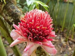 -中国科学院西双版纳热带植物园