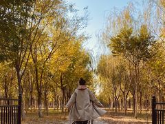 -西青郊野公园