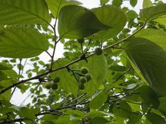 -桤木河湿地公园