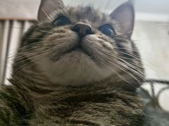 -北京观赏动物医院·24小时大型综合·猫专科·异宠专科