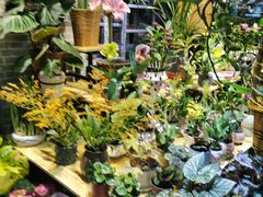 -花鸟鱼虫鲜花绿植市场(玉泉路店)