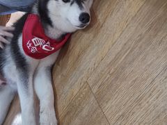 -Husky Go! 哈士奇体验馆·宠物咖啡厅狗咖