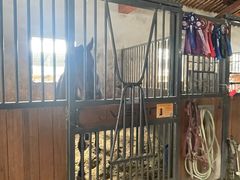 -北京群众马术培训基地