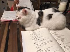 -Cappucimeow猫咪咖啡馆(韦伯时代店)