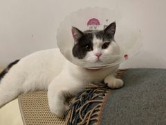 -宠爱国际动物医院· 猫科· 外科·中兽医(长白店)