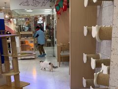 -喵园·猫主题咖啡厅·撸猫·猫咖(国贸店)