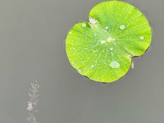 -白洋淀景区