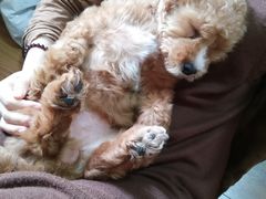 -佑安动物医院·全科·内窥镜中心(幸福巷店)