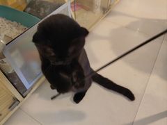 -平行世界·猫咖(首经贸店)