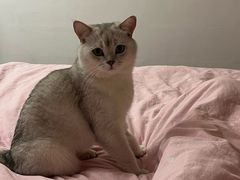 -瑞派·关忠动物医院·猫专科·犬专科(三环新城店)