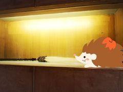 -枣子树素餐厅(铂金城店)
