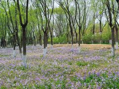 -大兴滨河森林公园