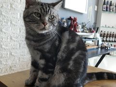 -平行世界·猫咖(首经贸店)
